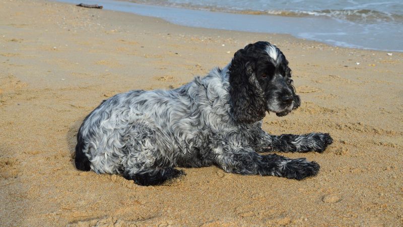 England gave the dog world more than working breeds - these charming companions show another side 3 English Cocker Spaniel