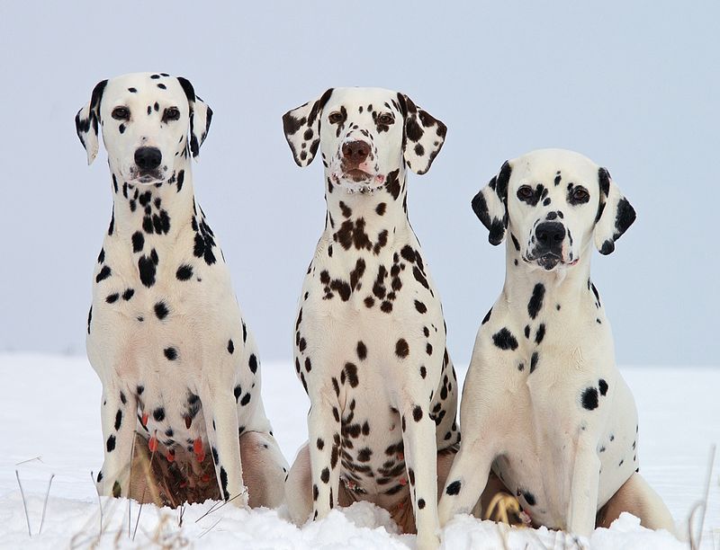 Dalmatian – The 101 Dalmatians Effect