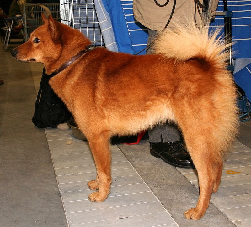 Finnish Spitz