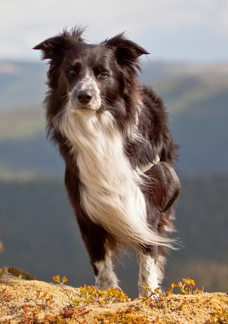 Border Collie