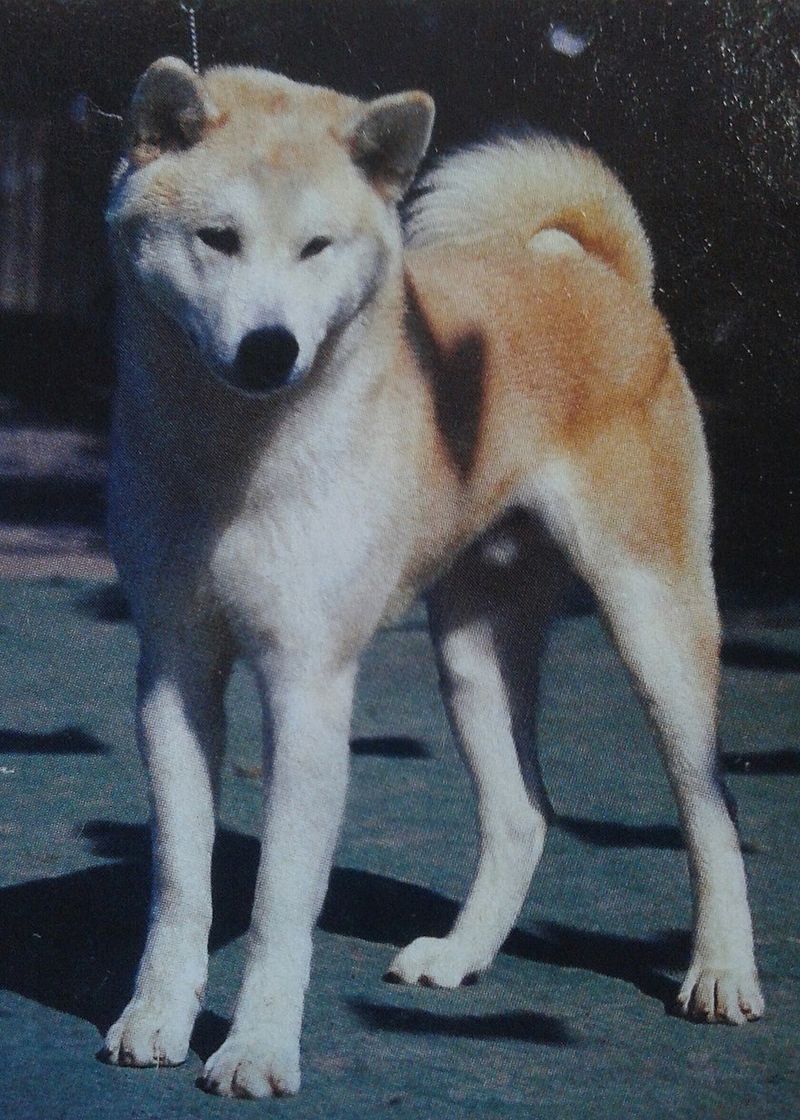 11 independent dog breeds that don’t struggle as much with separation 11 Akita