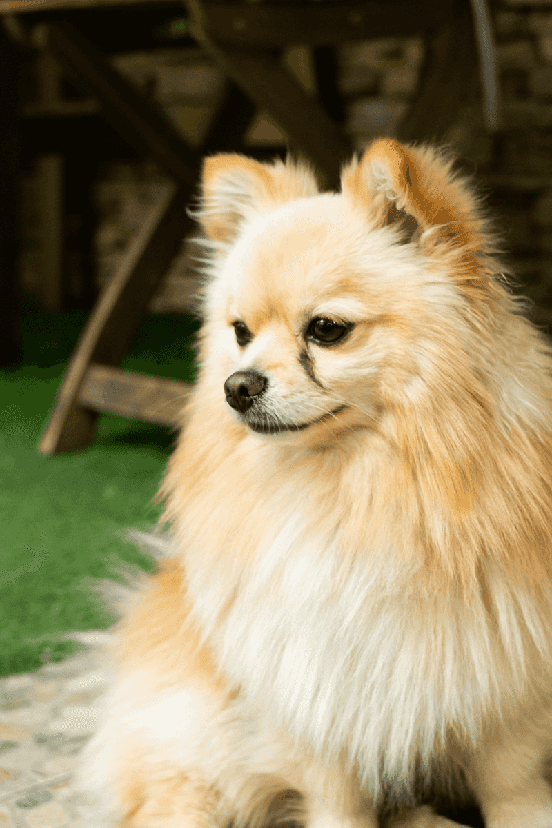 You don't necessarily choose to become their favorite - these dog breeds can make that decision themselves 11 Pomeranian