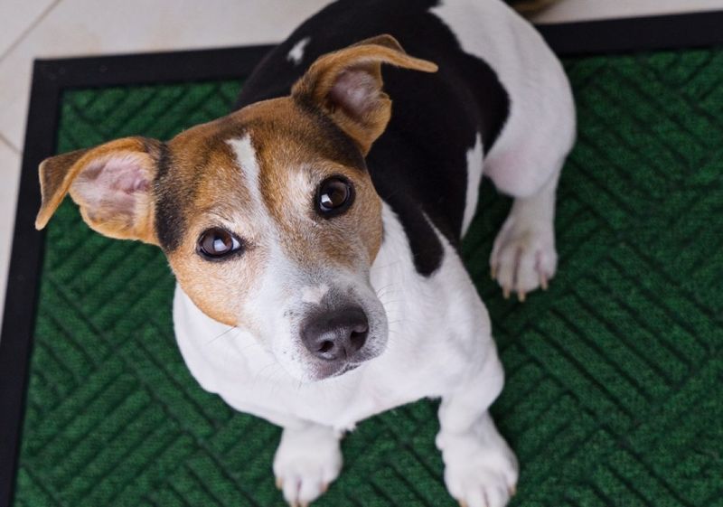 Your dog notices when your attention drifts - and these 8 behaviors prove it 4 Sitting directly in front of you