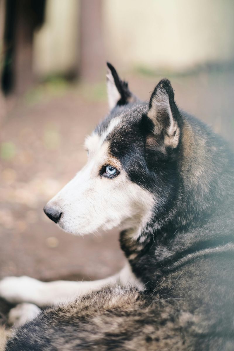 Siberian Husky