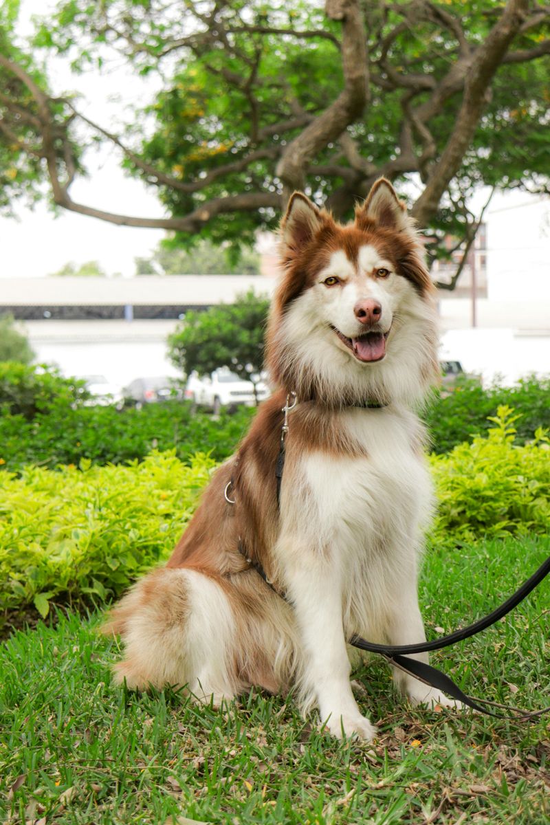 Siberian Husky