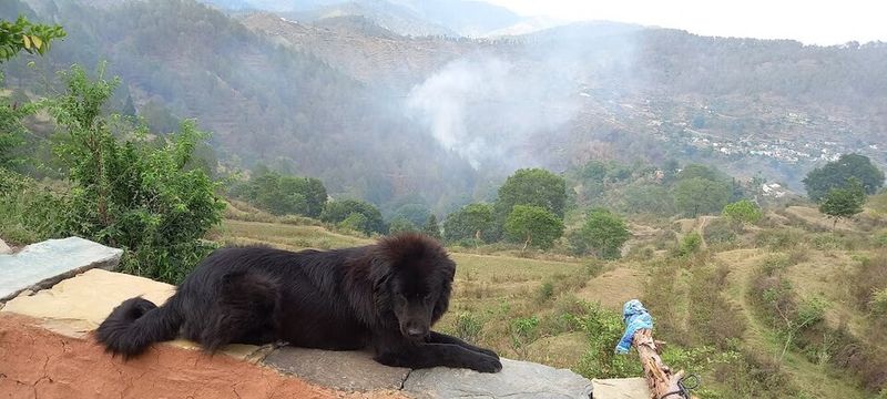 10 Breeds That Don’t “Perform” Well on Camera – And Never Did 5 Bhutanese Sheepdog