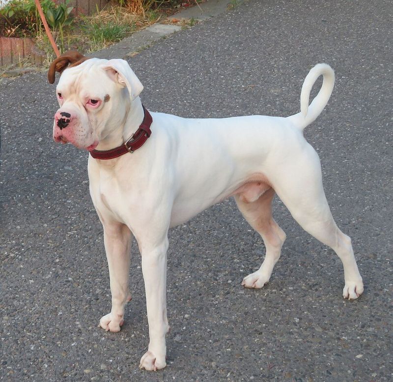 16 breeds that become exceptional companions once they understand expectations 5 Boxer