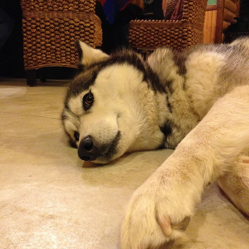 Dog Name Trends Are Shifting Fast - 15 Picks Owners Keep Repeating (and Why) 13 Nala