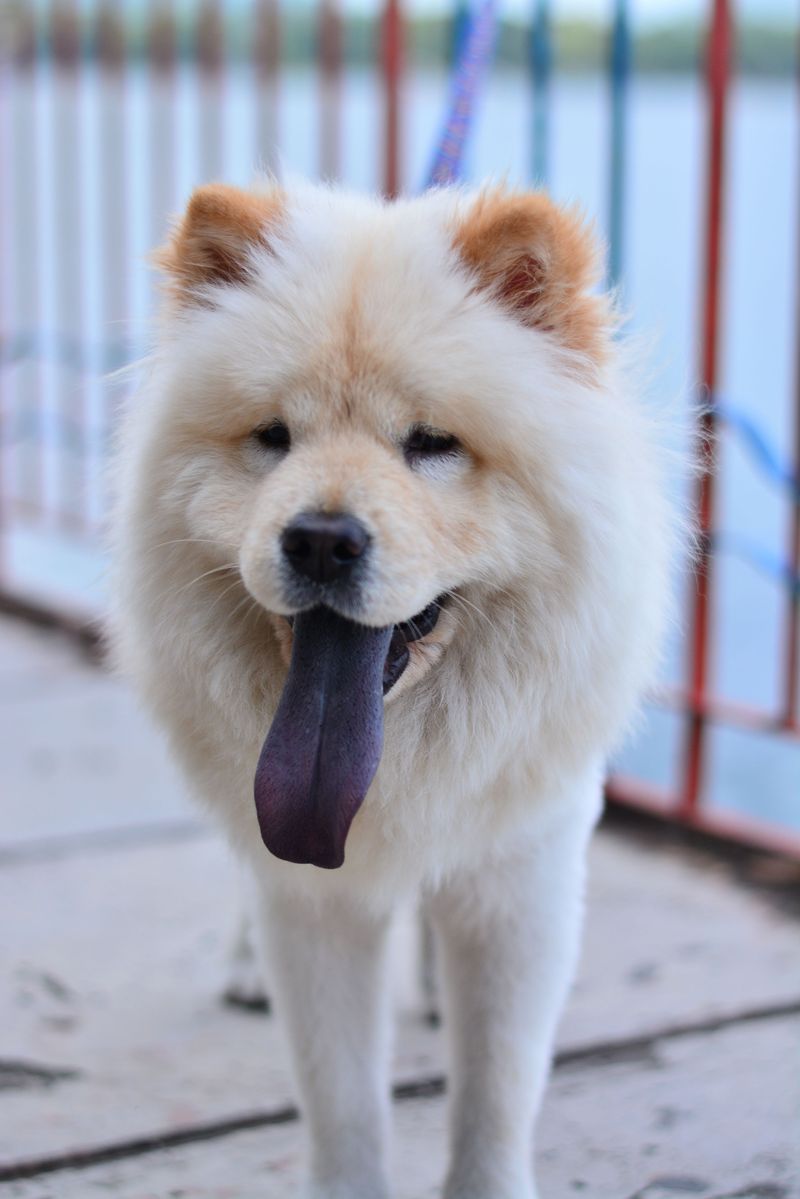 Love a sociable companion? These 10 breeds may fit - plus 3 more reserved alternatives 12 Chow Chow: Dignified and Aloof