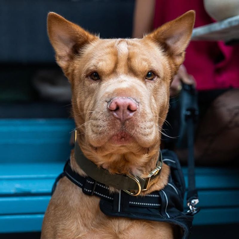 Pit Pei