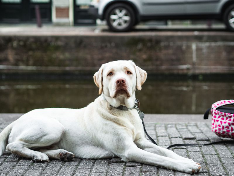 Some dog breeds leave owners so satisfied they'd happily choose them all over again 2 Labrador Retriever