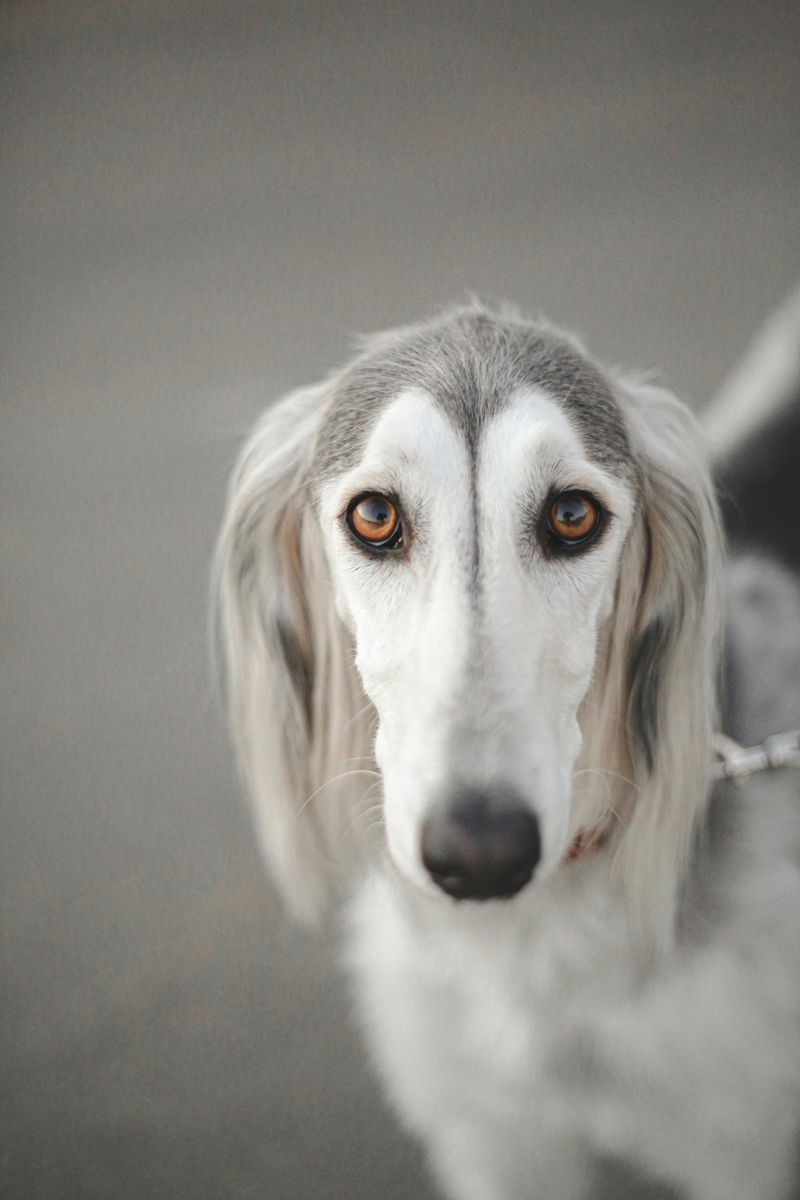 13 dramatic-looking dog breeds that make stormy weather look natural 7 Saluki