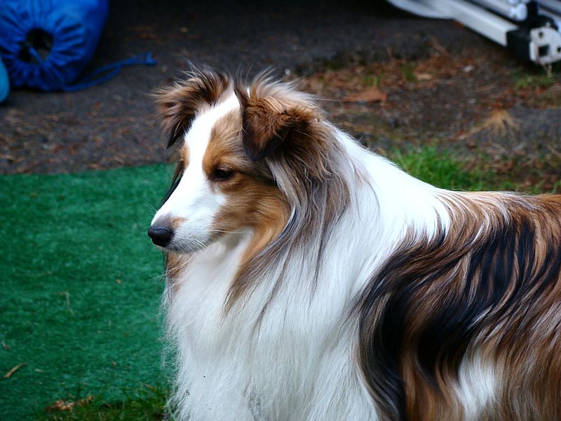 These remarkably intuitive dog breeds often sense feelings people try to hide 9 Shetland Sheepdog