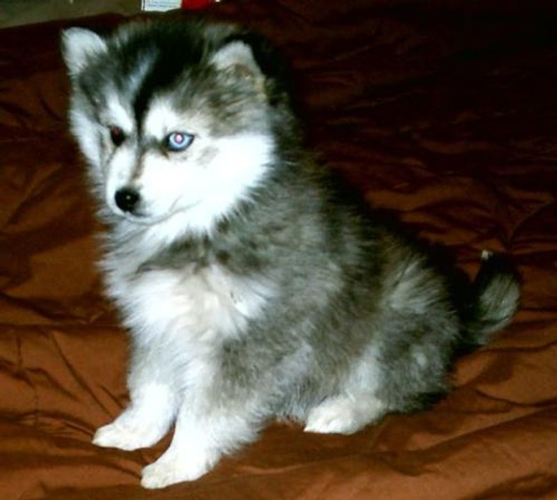Miniature Husky