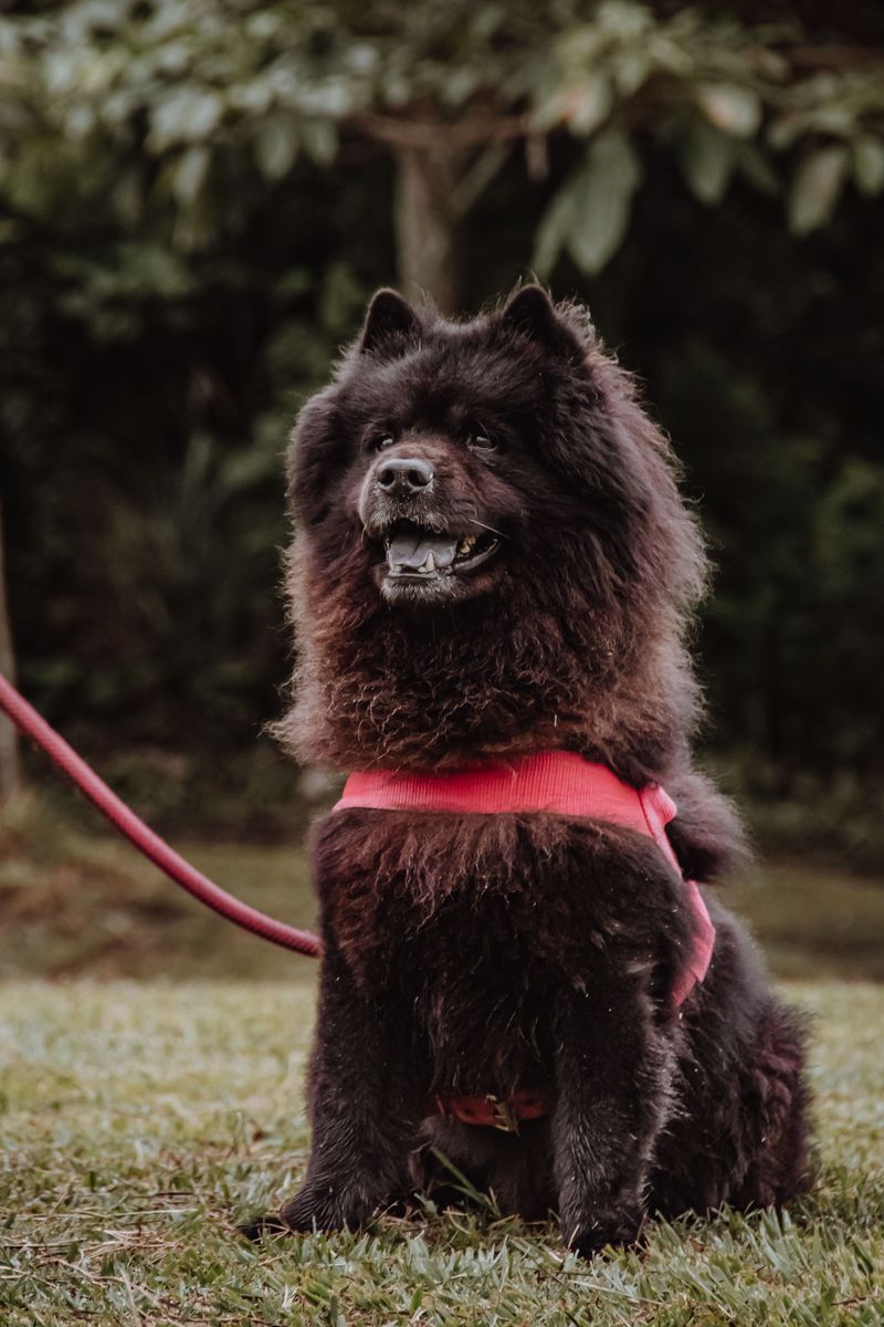 Patience often reveals the very best qualities these dog breeds have to offer 6 Chow Chow
