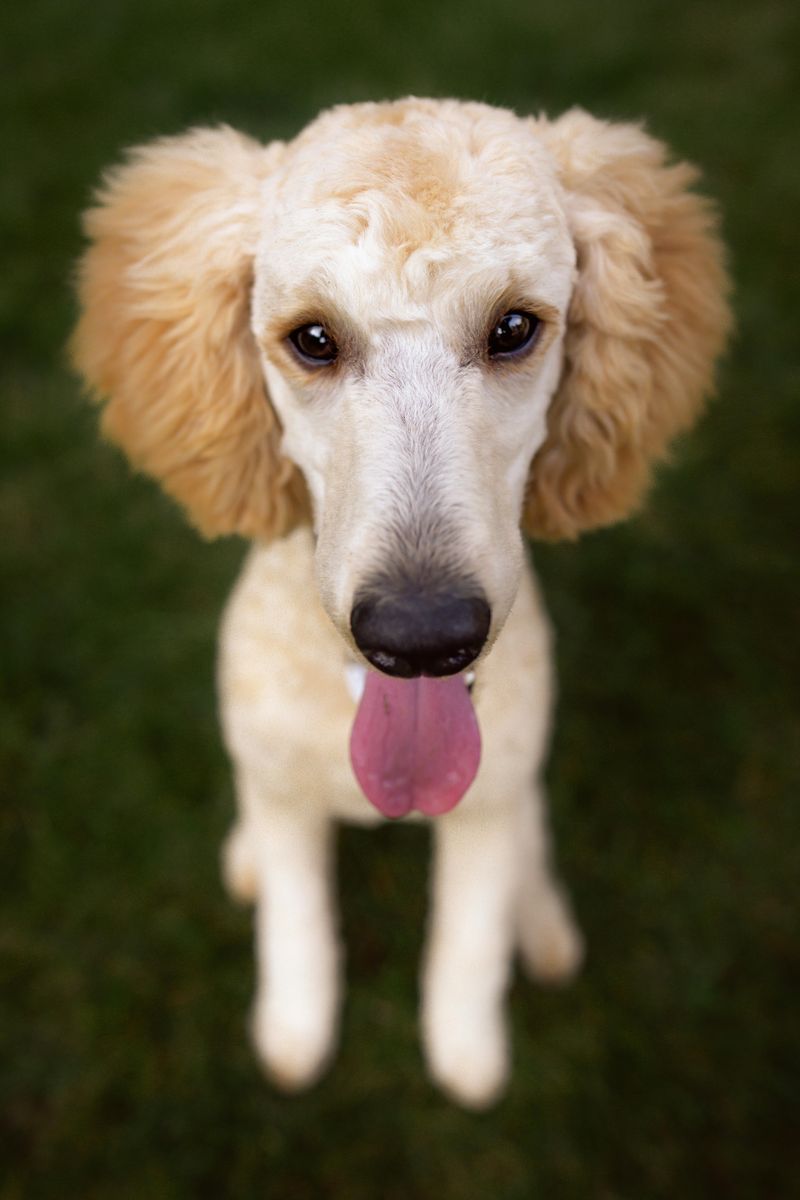 14 dogs that are surprisingly patient during long training sessions 4 Standard Poodle
