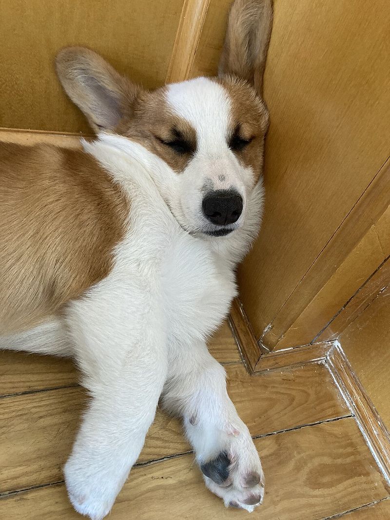Corgi
