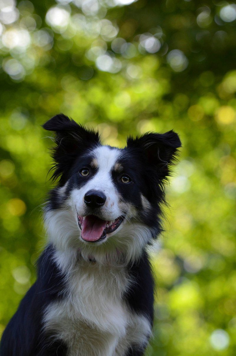 26 Healthy Dog Breeds That Rarely Face Serious Medical Issues 3 Border Collie