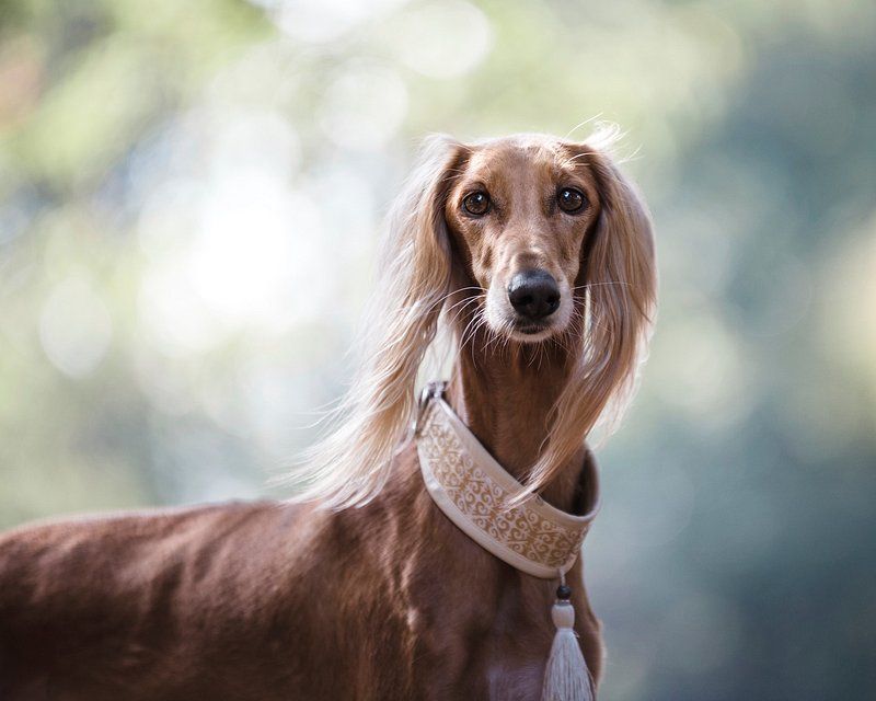 12 independent dog breeds and the secret to earning their cooperation 4 Afghan Hound