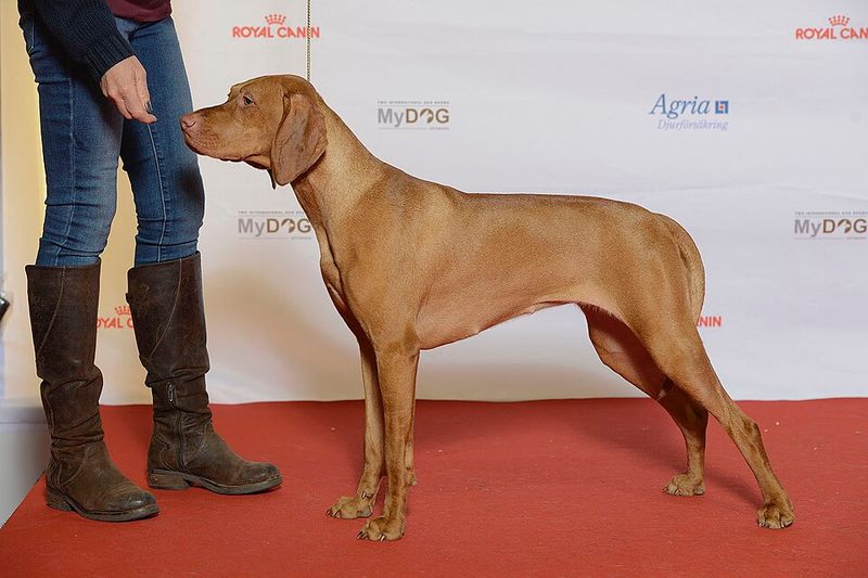 21 dog breeds that work best when they have a real job to do 11 Vizsla