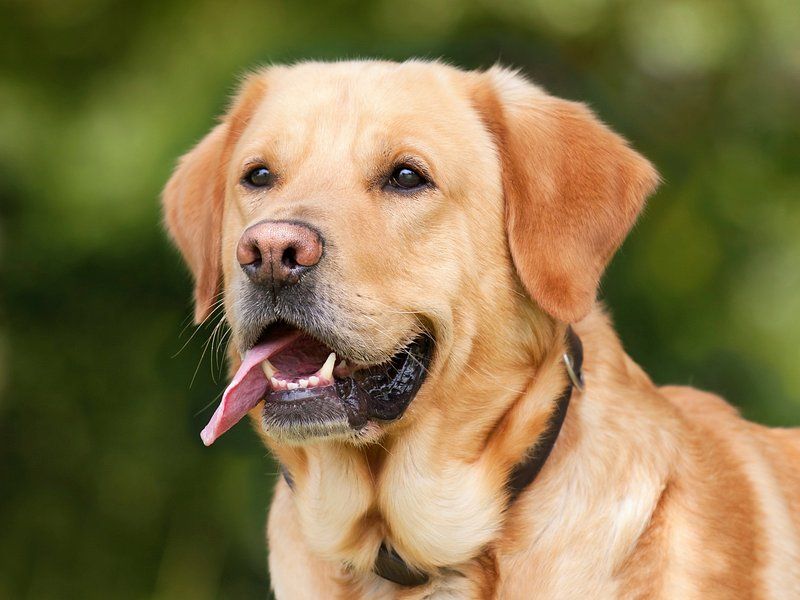 25 Social Dog Breeds That Thrive on Meeting New People 3 Labrador Retriever