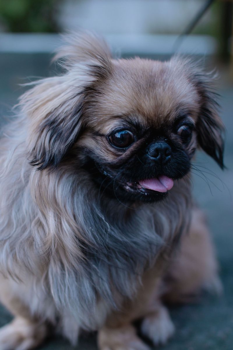 Not every great dog needs nonstop activity - and these breeds prove it every day 4 Tibetan Spaniel