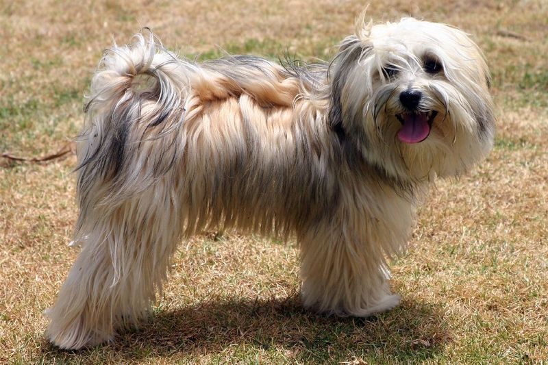 17 dog breeds that make the sound of keys feel wildly personal 3 Havanese