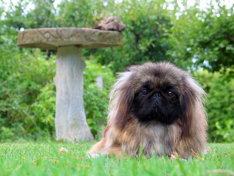 Pekingese