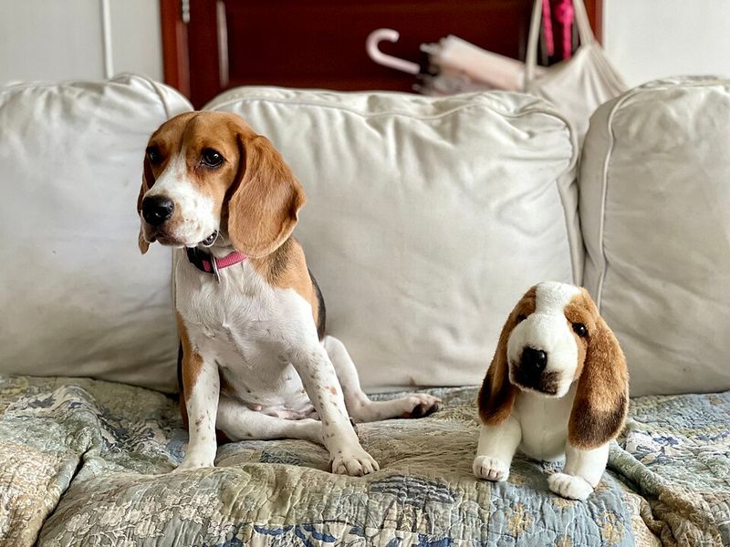 These 12 breeds look the part but may fail when guarding actually matters 4 Beagle