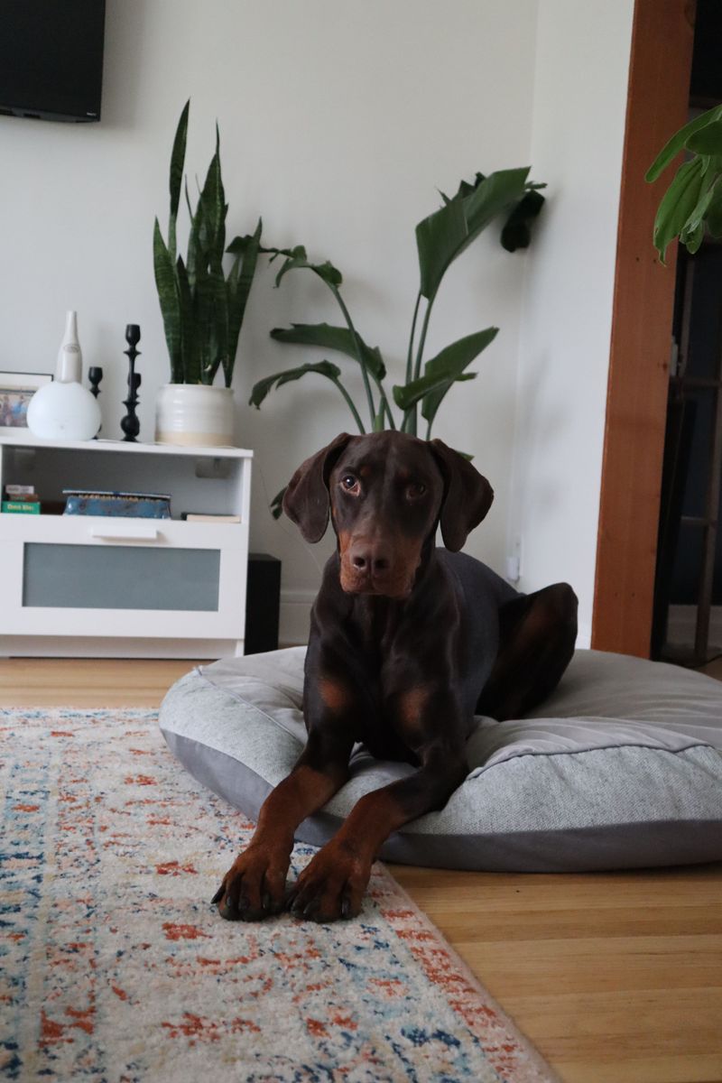 Everyone in the house may love them - these dog breeds can still make their favorite person painfully obvious 5 Doberman Pinscher
