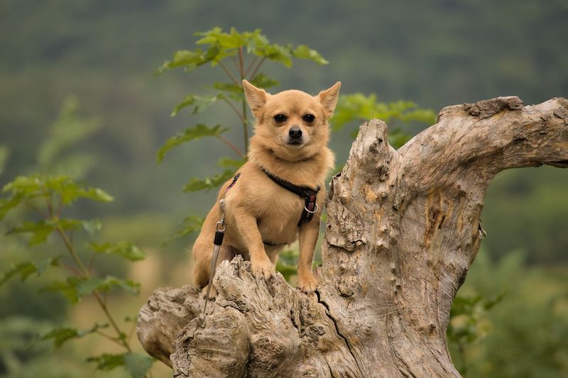 You set the house rules - until one of these 9 dog breeds decides they're negotiable 10 Chihuahua