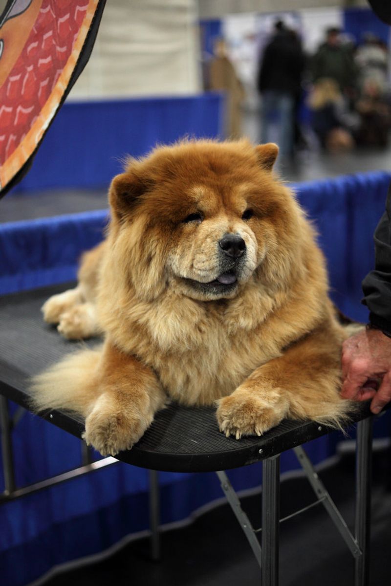 19 dog breeds that stand out the most in crowded public places without even trying 8 Chow Chow