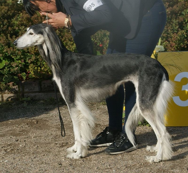 Saluki