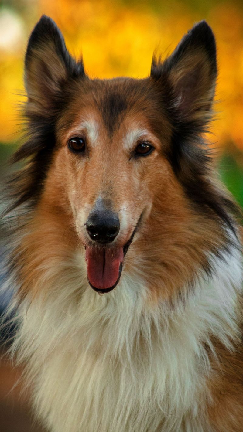 Clear rules can click quickly with these responsive, people-focused breeds 8 Rough Collie - gentle guide reader