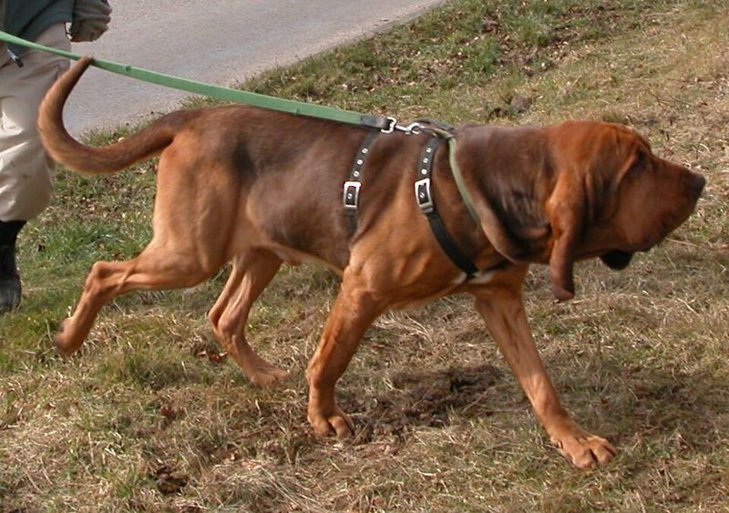 Bloodhound, the Living Search Engine