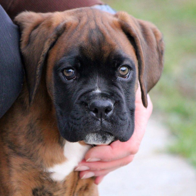 Boxer