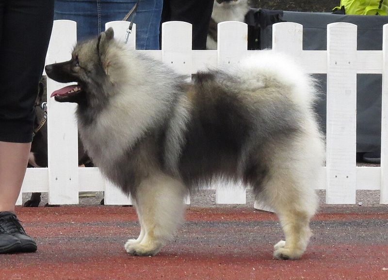 The best dog for everyday life may be the one that doesn't demand your entire lifestyle change 11 Keeshond
