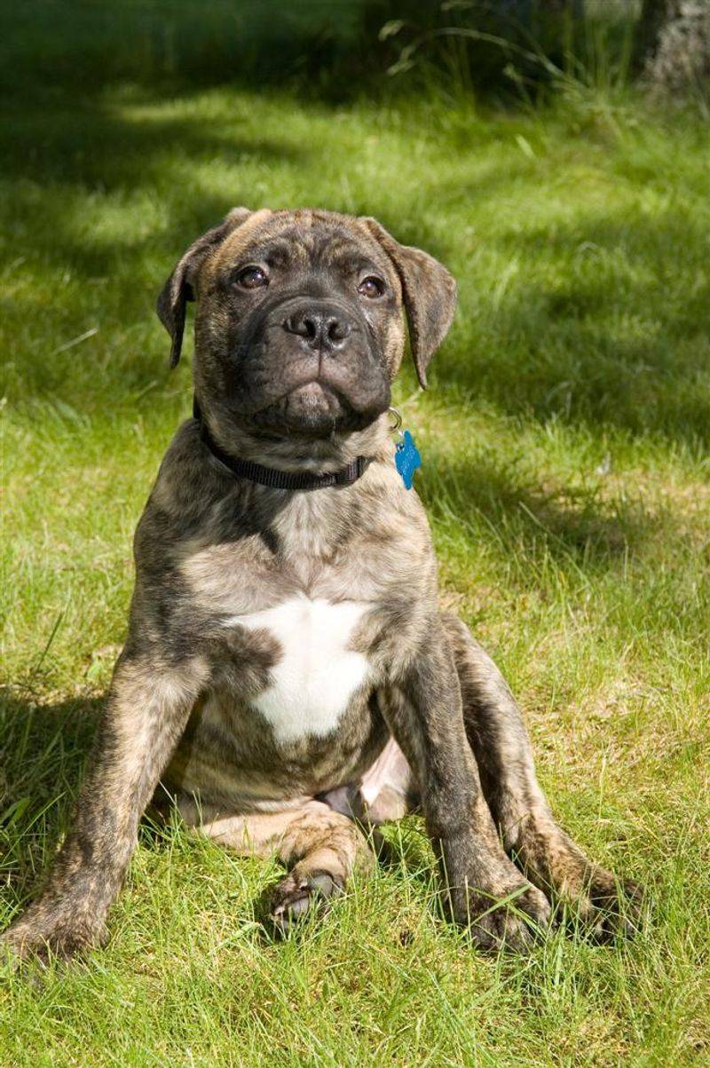 Think every dog dreams of road trips? These breeds may prefer staying home 8 Bullmastiff