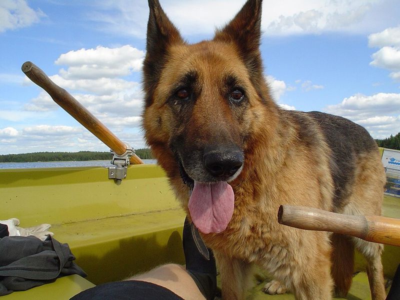 11 powerful dogs people often fear on sight - plus what appearance can't tell you about an individual 5 German Shepherd