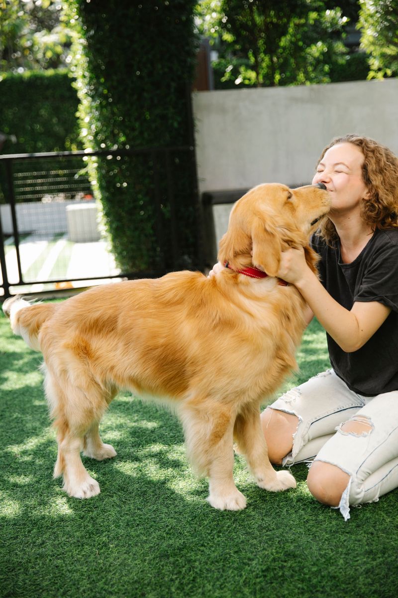 Human closeness isn't optional for these 10 deeply social dog breeds 4 Golden Retriever
