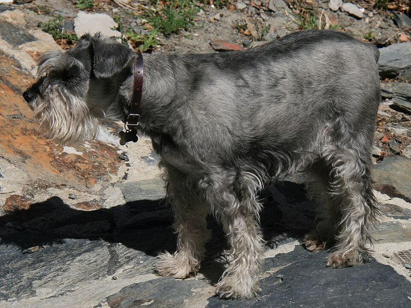 Standard Schnauzer - Watchdog Mode Switch