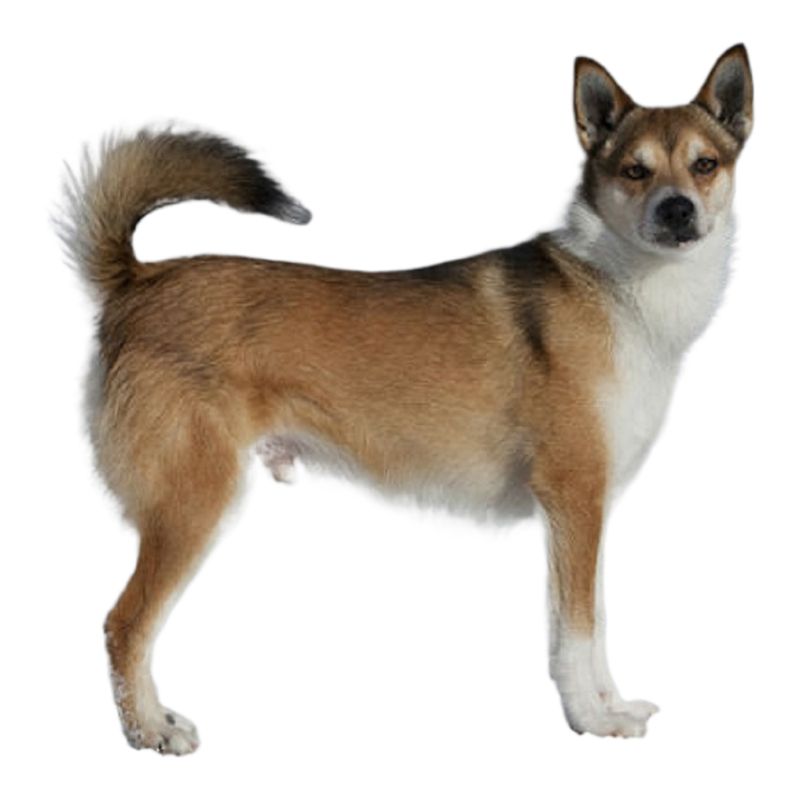 24 Distinctive Dog Breeds You Don’t See Every Day 3 Norwegian Lundehund