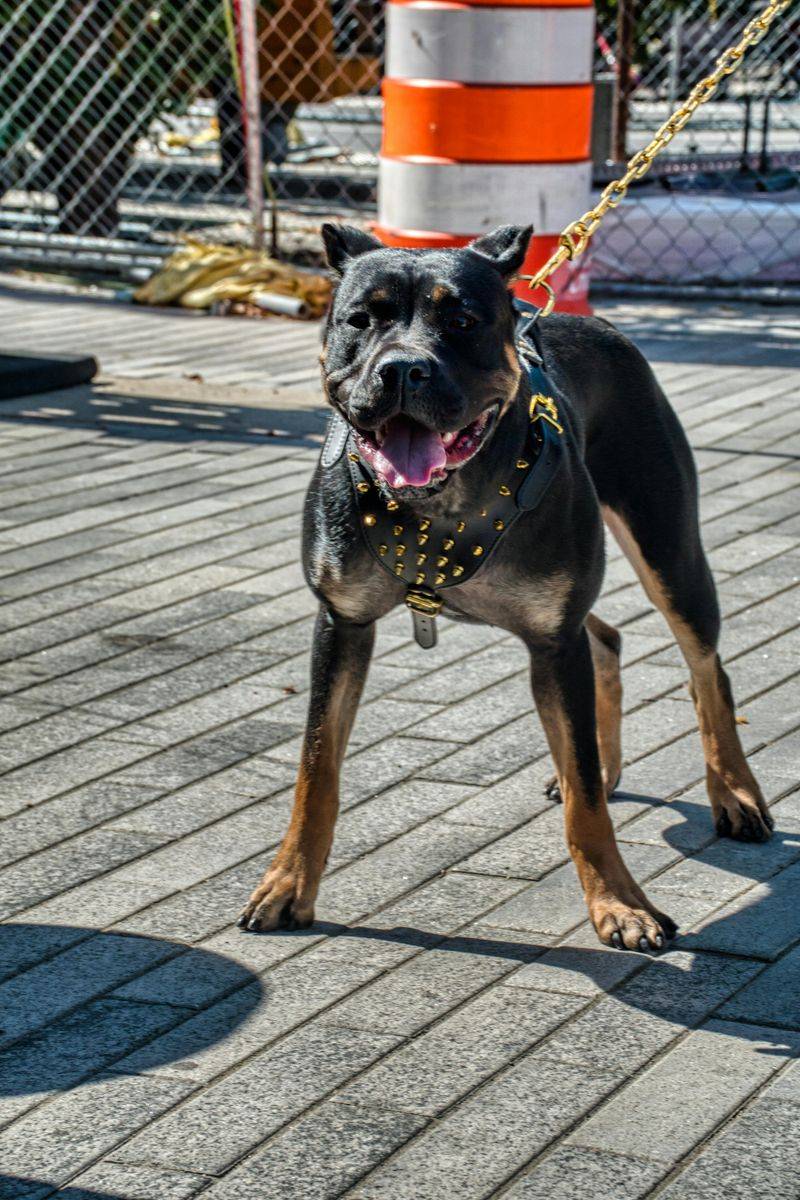 17 Guard Dog Breeds in America Ranked by Data 4 Rottweiler