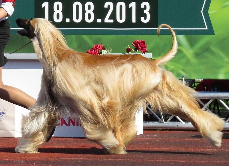 Afghan Hound