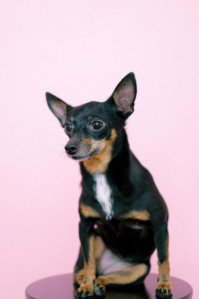 28 Small Dog Breeds with Bold Personalities and Playful Energy 8 Miniature Pinscher