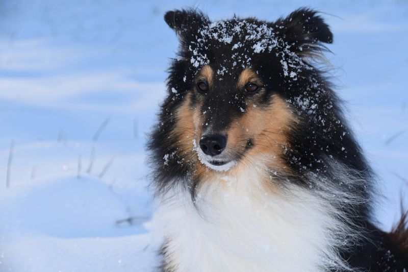 26 Friendly Dog Breeds That Get Along with Almost Everyone 14 Shetland Sheepdog