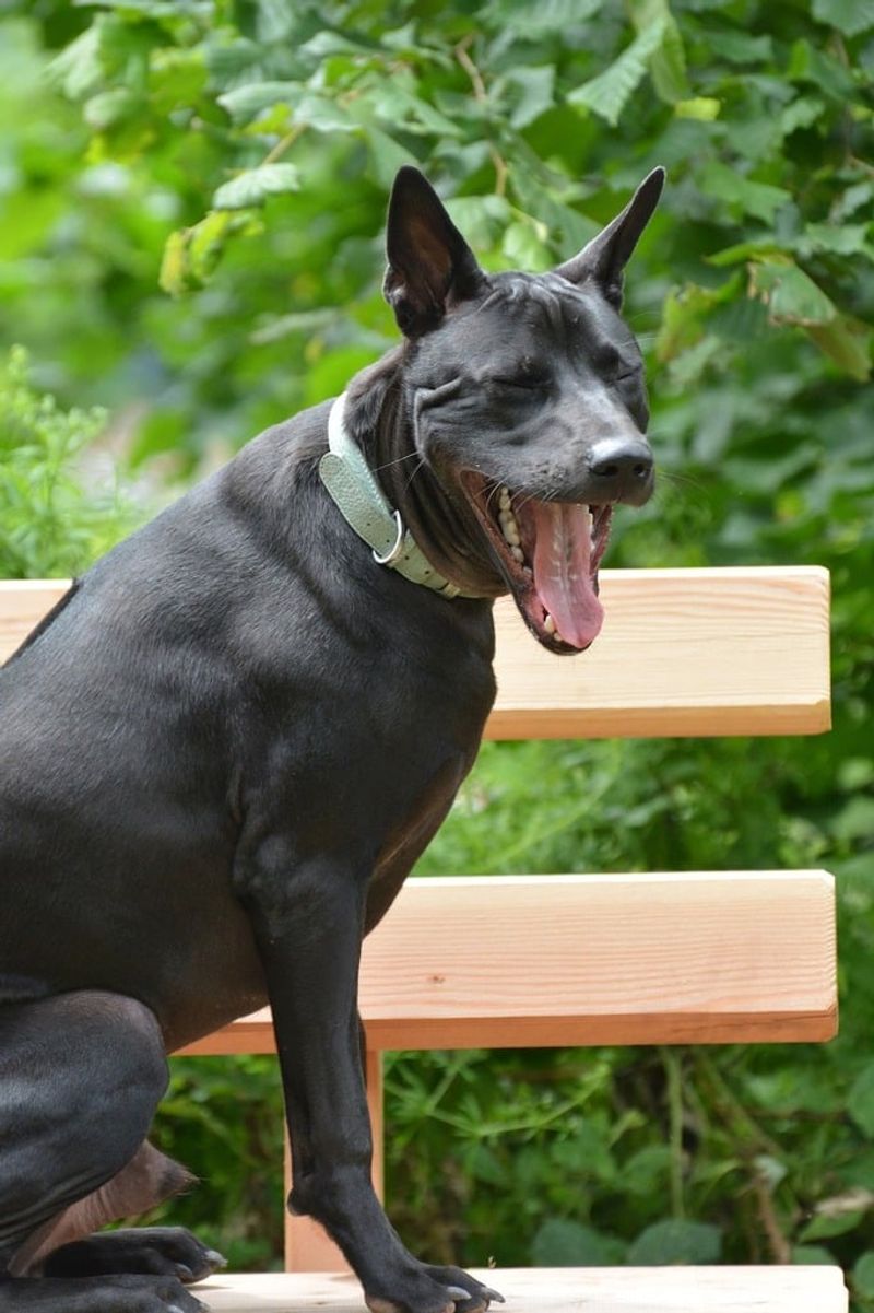 26 Rare Dog Breeds You’ll Rarely Encounter but Won’t Forget 4 Thai Ridgeback
