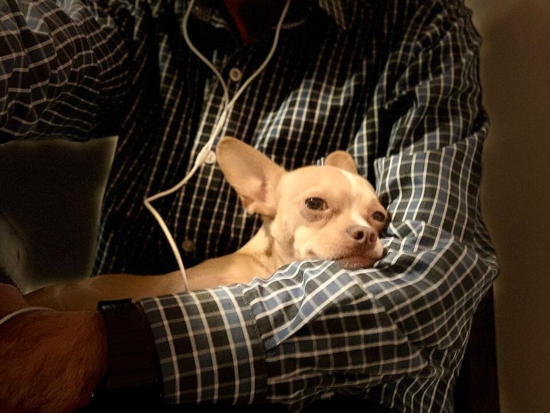 21 Interesting Facts About the Chihuahua - Small in Size, Big in Personality 15 Famous in Pop Culture