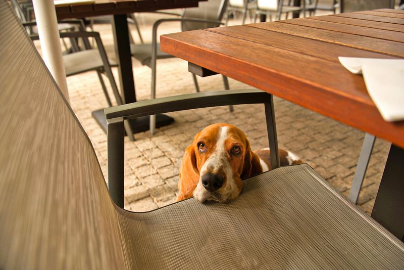 Basset Hound
