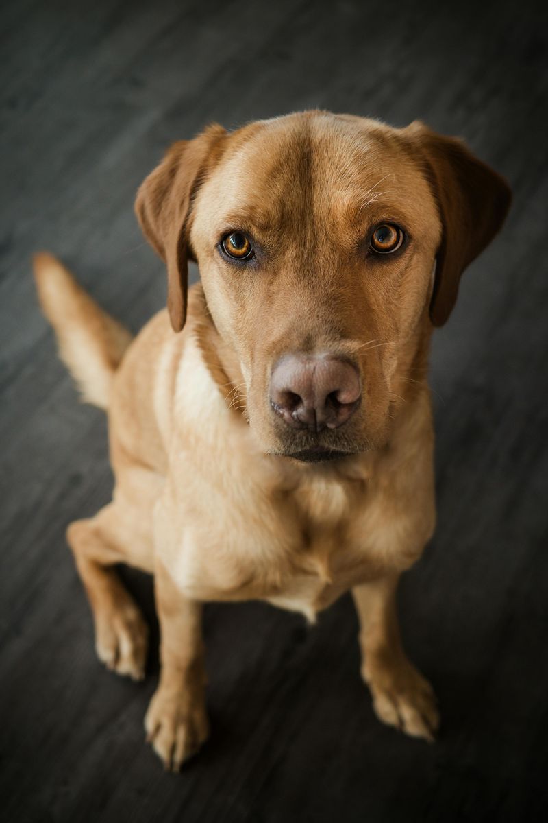 13 dogs that make rainy days feel less miserable 2 Labrador Retriever